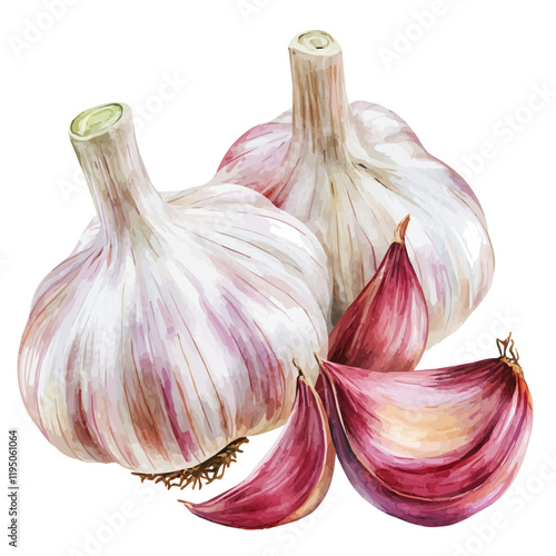 A watercolor of Garlic, isolated on a white background. Garlic vector.
