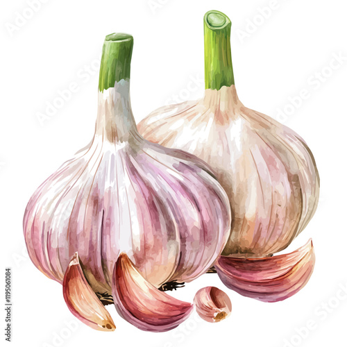 A watercolor of Garlic, isolated on a white background. Garlic vector.
