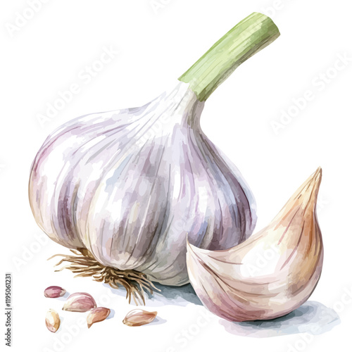A watercolor vector of Garlic, isolated on a white background. Garlic vector.
