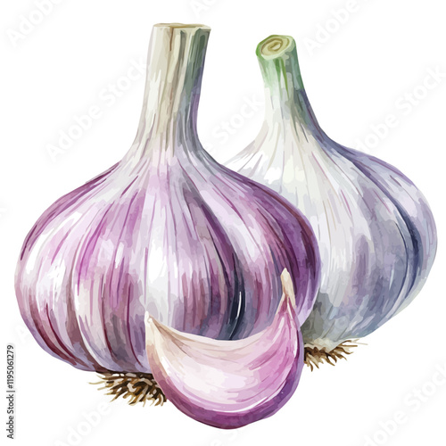 A watercolor illustration of Garlic, isolated on a white background. Garlic vector.
