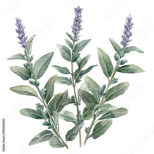 A watercolor clipart of Field Sage, isolated on a white background. Field Sage vector.
