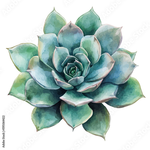 A watercolor vector of Echeveria, isolated on a white background. Echeveria vector.
