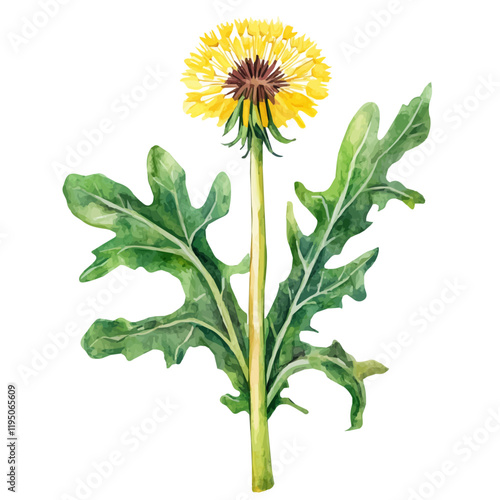 A watercolor of Dandelion Root, isolated on a white background. Dandelion Root vector.
