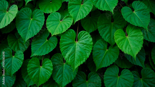 Obraz na płótnie Abstract Background. This image captures a detailed closeup view of a vibrant bunch of green leaves growing on a healthy plant in its natural habitat w salonie