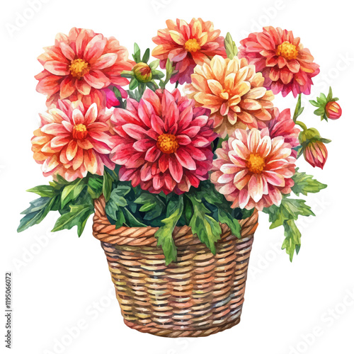 A watercolor illustration of Dahlia bouquet in a basket, isolated on a white background. Dahlia bouquet in a basket vector.
