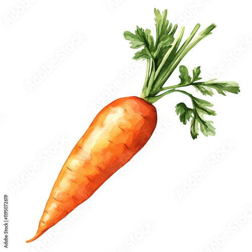 A watercolor drawing of a carrot, isolated on a white background. Carrot vector.
