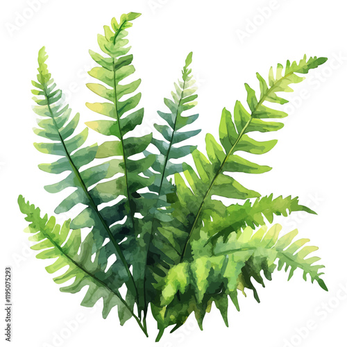 A watercolor painting of a Boston sword fern, isolated on a white background. Boston sword fern vector.
 photo