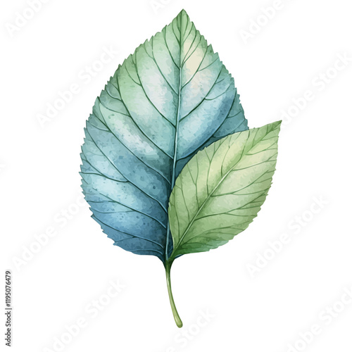 A watercolor of a blueberry leaf, isolated on a white background. Blueberry leaf vector.
