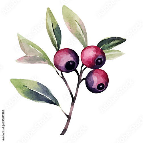 A watercolor illustration of bilberries, isolated on a white background. Bilberry vector.
