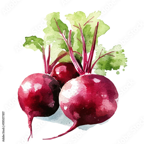 A watercolor clipart of a beetroot, isolated on a white background. Beetroot vector.
