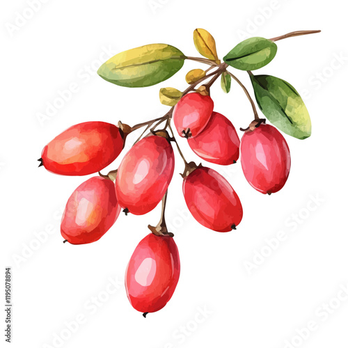 A watercolor drawing of a barberry plant, isolated on a white background. Barberry vector.
