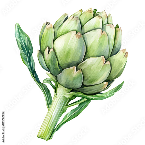 A watercolor of an Artichoke Agave, isolated on a white background. Artichoke Agave vector.
