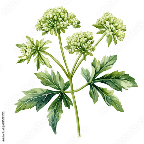 A watercolor illustration of an Angelica plant, isolated on a white background. Angelica vector.
