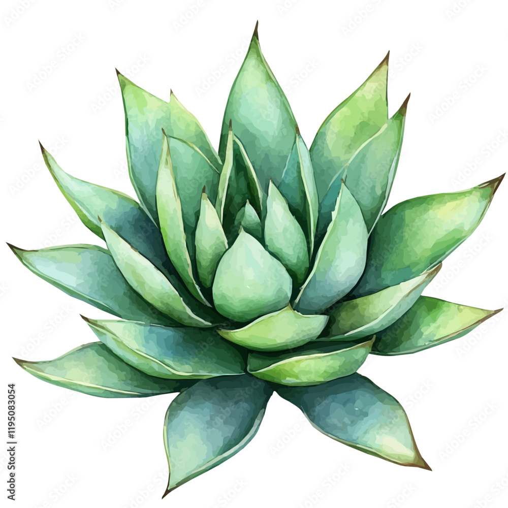 A watercolor drawing of an agave, isolated on a white background. Agave vector.
A watercolor drawing of an agave, isolated on a white background. Agave vector.