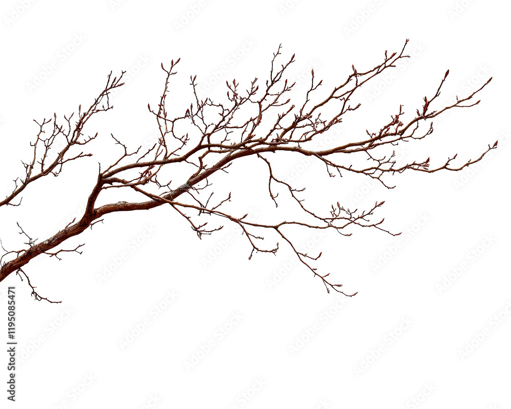 Isolated Bare Branch with Buds Isolated Bare Branch with Buds