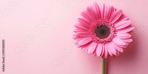 Closeup of a vibrant pink gerbera flower positioned on a light pink background with ample space on the left for text or design elements