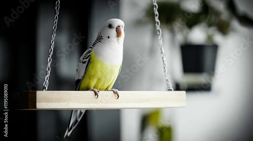 Elegant A cockatiel swinging on a colorful wooden swing inside a cozy well decorated aviary rare pets playing bird delight  photo