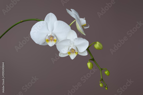 Generated ImageWhite Phalaenopsis orchid, two blooms and flower buds on a long stem, isolated against a solid and neutral background. photo