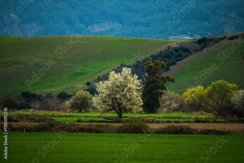 Matera province: spring countryside landscape  photo