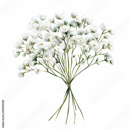 Watercolor branch of white gypsophila. White gypsophila bud on an isolated background. Elements for wedding designs. Watercolor botany.
