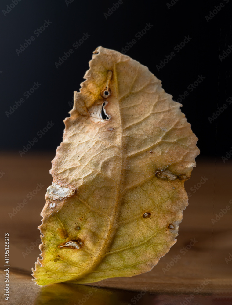 Natural yellow color dry leaves with holes on dark background. An dead tropical yellow fallen dried tree leaf with fine visible structure details, Abstract textured background,use it as your Wallpaper