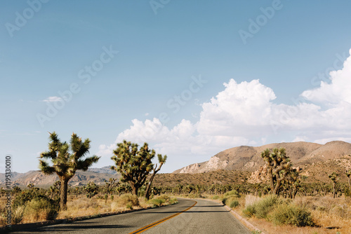 Road at Joshua tree National park, California.