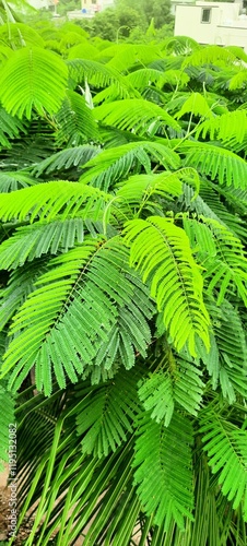 gulmohar tree leaf flame tree photo