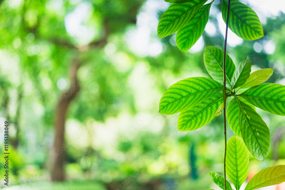 Closeup nature view of green leaf with copy space using as background and fresh ecology wallpaper concept Closeup nature view of green leaf with copy space using as background and fresh ecology wallpaper concept
