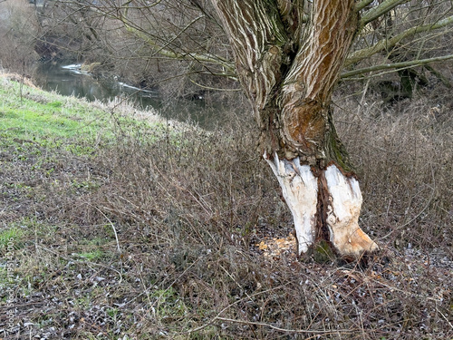 The water beaver is a legally protected species in Slovakia. It feeds almost exclusively on the bark of trees, which it also keeps for the winter.Tree stump damaged by a beaver. photo