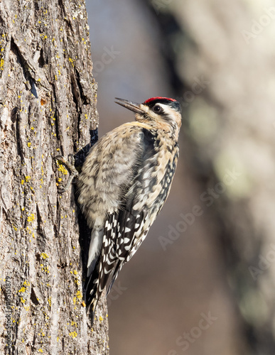 A female Yellow-bellied Sapsucker perched on the side of a tree photo