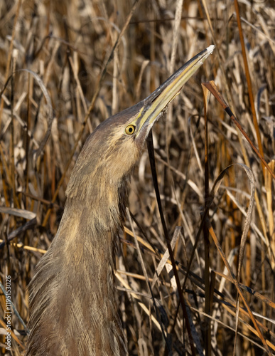 A camouflaged American Bittern standing amongst dry, brown marsh vegetation