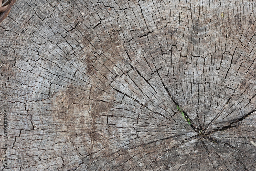 Fototapeta premium texture of a tree stump from a top-down perspective