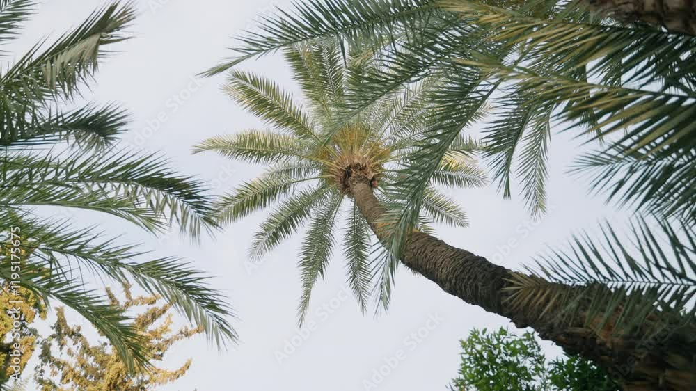 Low-angle view of a tall palm tree with its leaves gently swaying in the breeze against a clear sky. The composition emphasizes the tree's height and tropical elegance. Concept of summer, nature Low-angle view of a tall palm tree with its leaves gently swaying in the breeze against a clear sky. The composition emphasizes the tree's height and tropical elegance. Concept of summer, nature