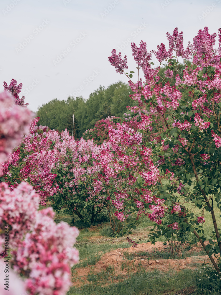 Blooming lilac bushes in May Blooming lilac bushes in May