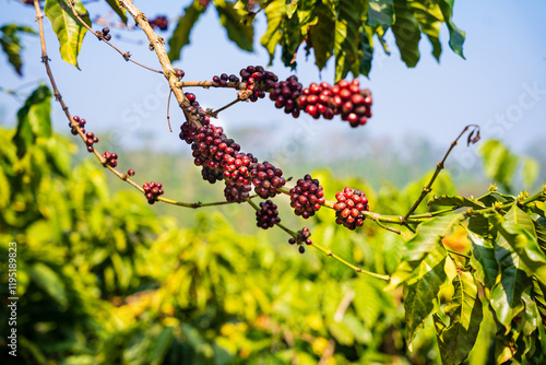 closeup of Coffee plant, Coffee beans on tree with Fresh red and green coffee beans on trees branch photo