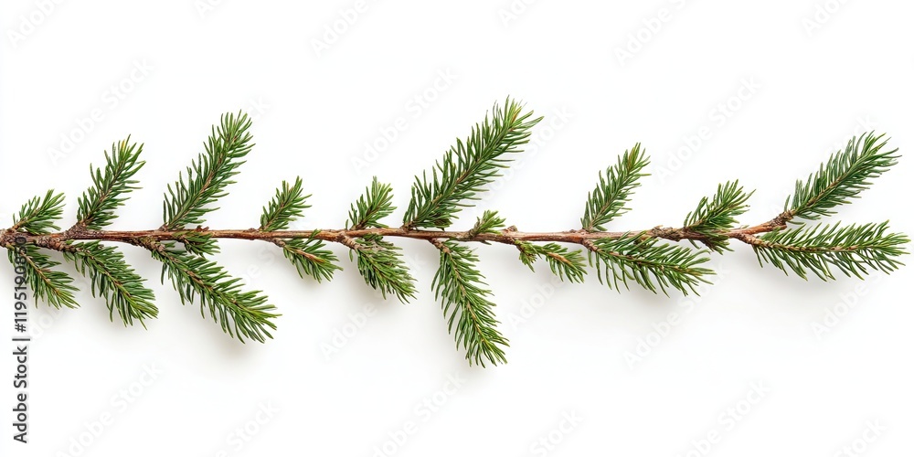 Obraz premium Fir tree branch with vibrant green needles on a bright white background, positioned diagonally for a fresh natural appearance.