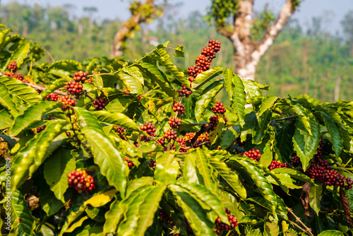 closeup of Coffee plant, Coffee beans on tree with Fresh red and green coffee beans on trees branch