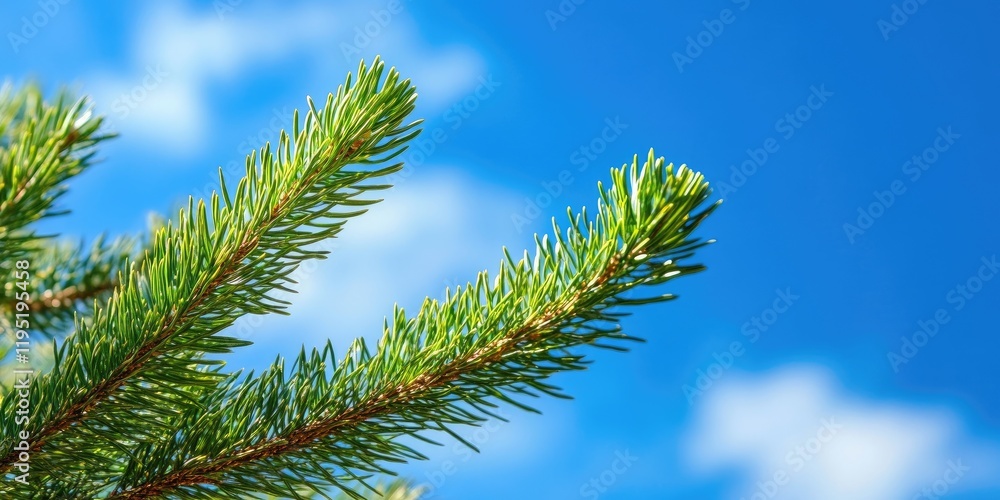 Green fir branch against a bright blue sky with soft white clouds, sharp focus on the branch in the foreground and vivid colors throughout. Green fir branch against a bright blue sky with soft white clouds, sharp focus on the branch in the foreground and vivid colors throughout.