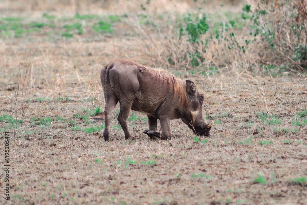 Small warthog eating grass with its legs bent in the grasslands of Murchison Falls National Park in Uganda Small warthog eating grass with its legs bent in the grasslands of Murchison Falls National Park in Uganda