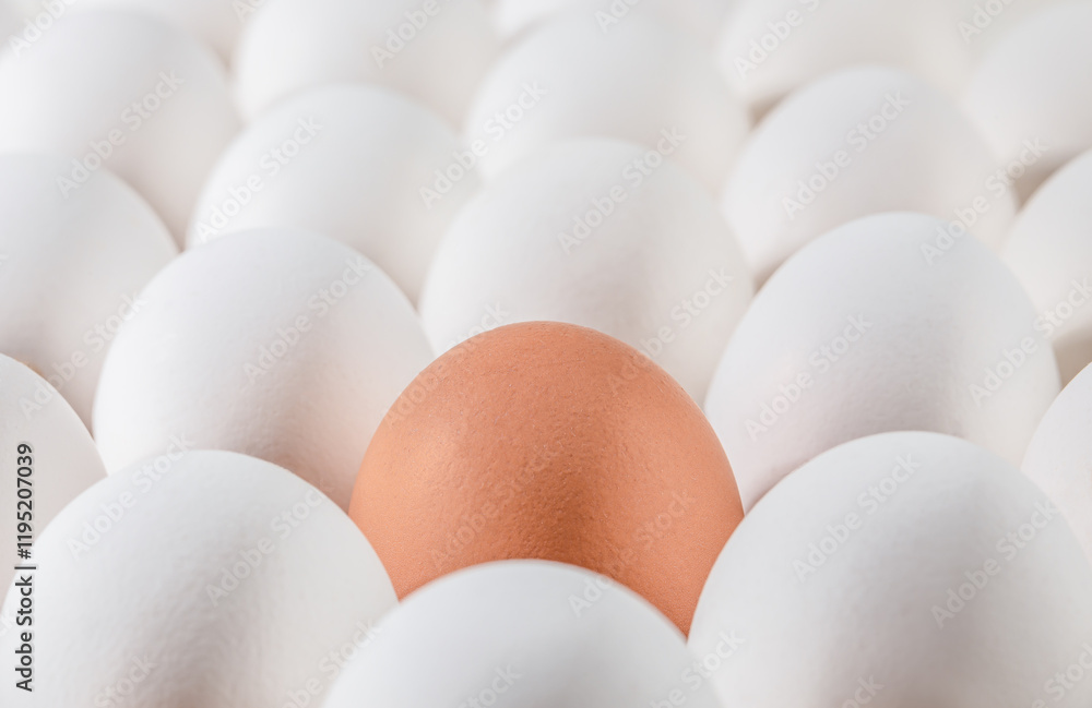 Brown egg surrounded by white eggs. Eggs packed in cardboard tray. Individuality and difference concept. Brown egg surrounded by white eggs. Eggs packed in cardboard tray. Individuality and difference concept.