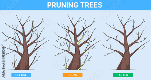 Pruning trees. Pruning Method. Educational illustration. Vector illustration. 