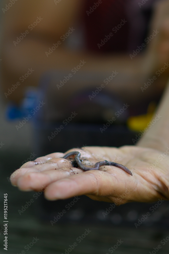 Obraz premium Earthworm in hand. Teaching children at a Nature Preschool in Detroit, MI