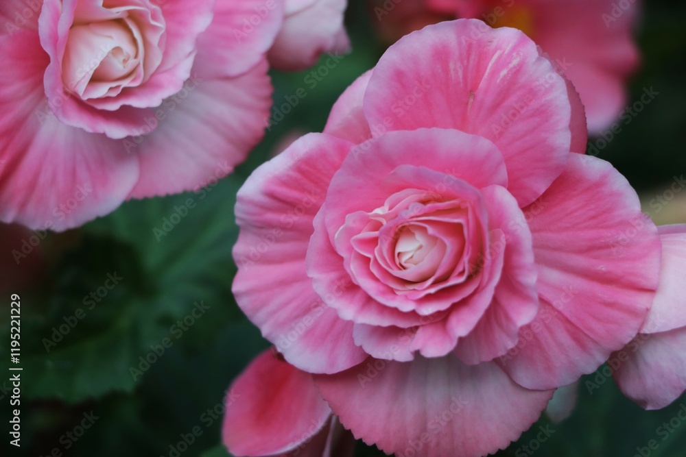 Beautiful pink Begonia flower blooming in the garden, flower background Beautiful pink Begonia flower blooming in the garden, flower background