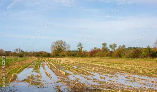 Überflutetes Feld nach Regen mit Resten der Ernte