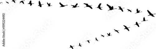 Zugvögel fliegen in Formation - Natur und Tierwelt - Wildgänse im Flug - Design Element isoliert