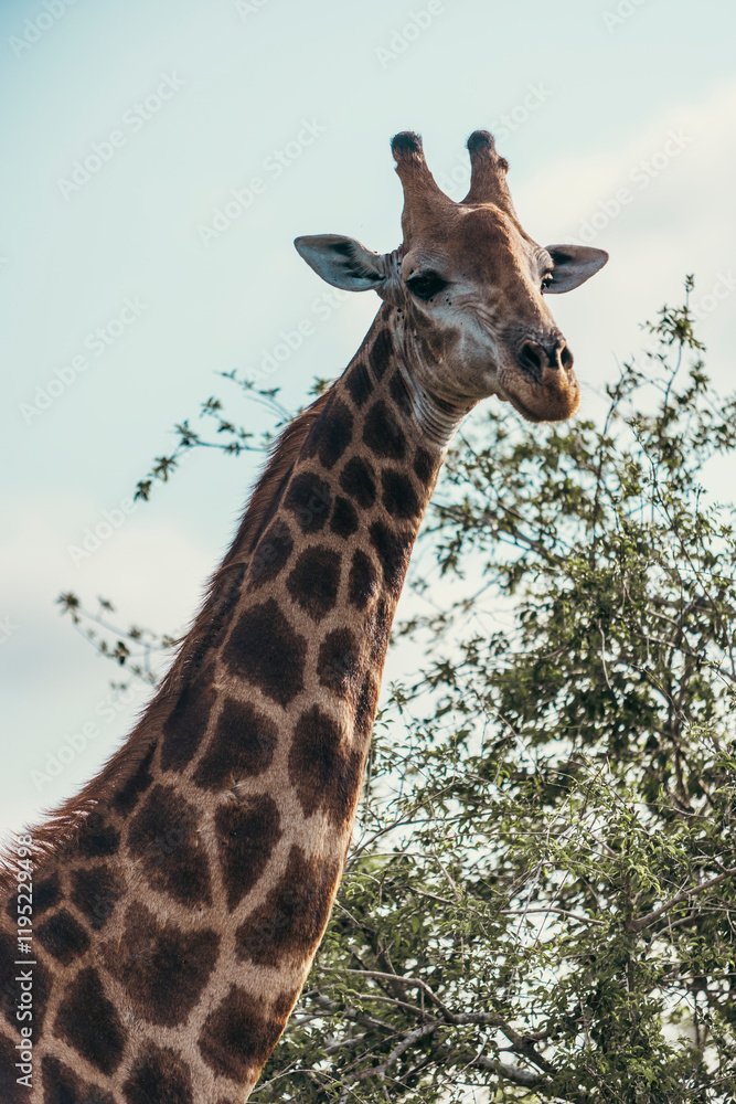 Wild giraffe seen on safari in Kruger National Park. South Africa Wild giraffe seen on safari in Kruger National Park. South Africa
