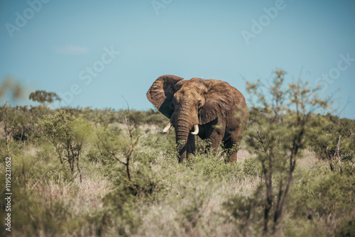 Wild elephants seen on safari in Kruger National Park. South Africa photo