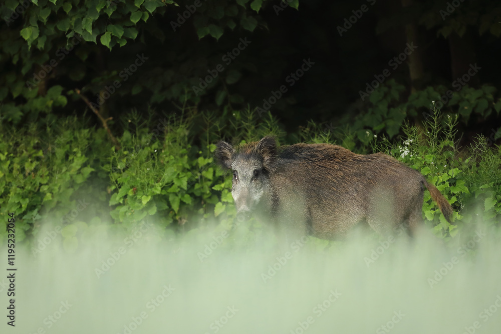 Dzik euroazjatycki, dzik, (Sus scrofa) Dzik euroazjatycki, dzik, (Sus scrofa)