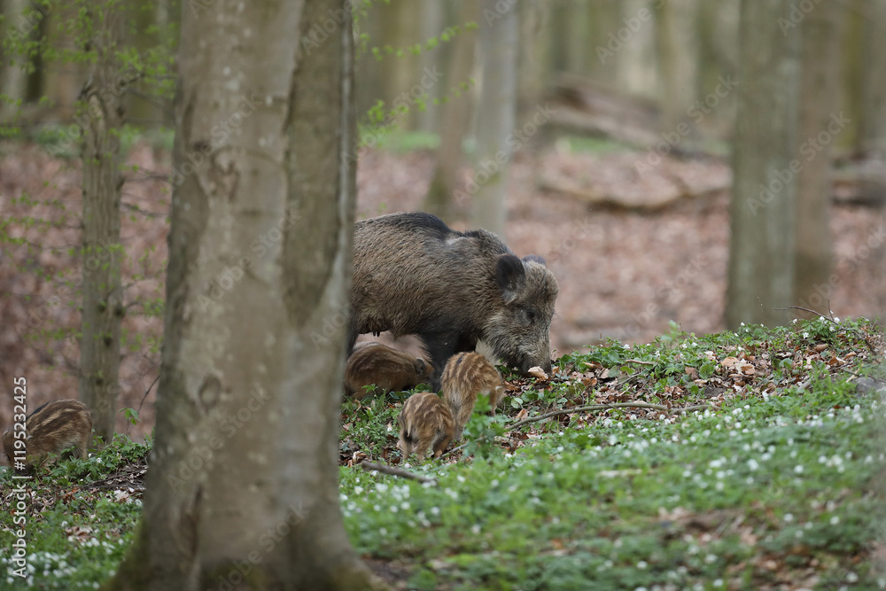 Dzik euroazjatycki, dzik, (Sus scrofa)