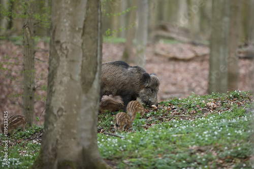Obraz na płótnie Dzik euroazjatycki, dzik, (Sus scrofa) w salonie